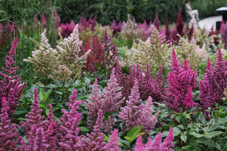 Astilbe Arendsii Bunter Mixed Color Seeds, Part Shade Perennial, Colorful Addition to Gardens, Used in Bridal Bouquets, Flower Arrangements image 8