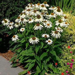 White Swan Coneflower Seeds, Echinacea Purpurea alba, Fragrant White Coneflower, Tall Bushy Flowers, Herb Gardening Seeds, Perennial image 3