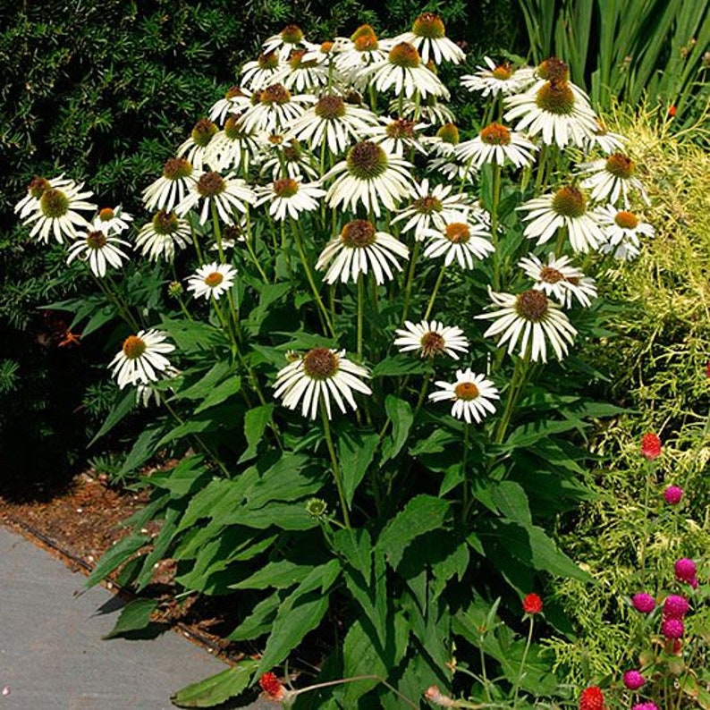 White Swan Coneflower Seeds, Echinacea Purpurea alba, Fragrant White Coneflower, Tall Bushy Flowers, Herb Gardening Seeds, Perennial image 3