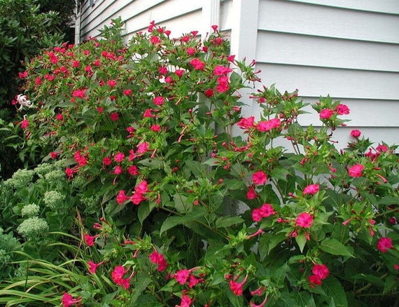 Red Four O Clock Flower Seeds Red 4 O Clock Beautiful Etsy Red Four O Clock Flower Seeds Red 4 O Clock Beautiful Etsy