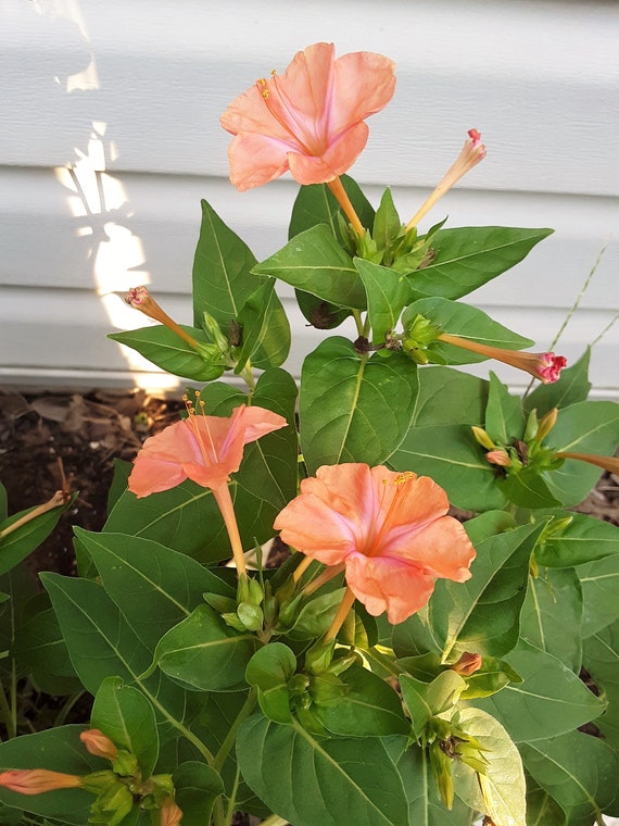 Four O Clock Peach Color Flower Seeds Easy To Grow From Etsy Uk Four O Clock Peach Color Flower Seeds Easy To Grow From Etsy Uk