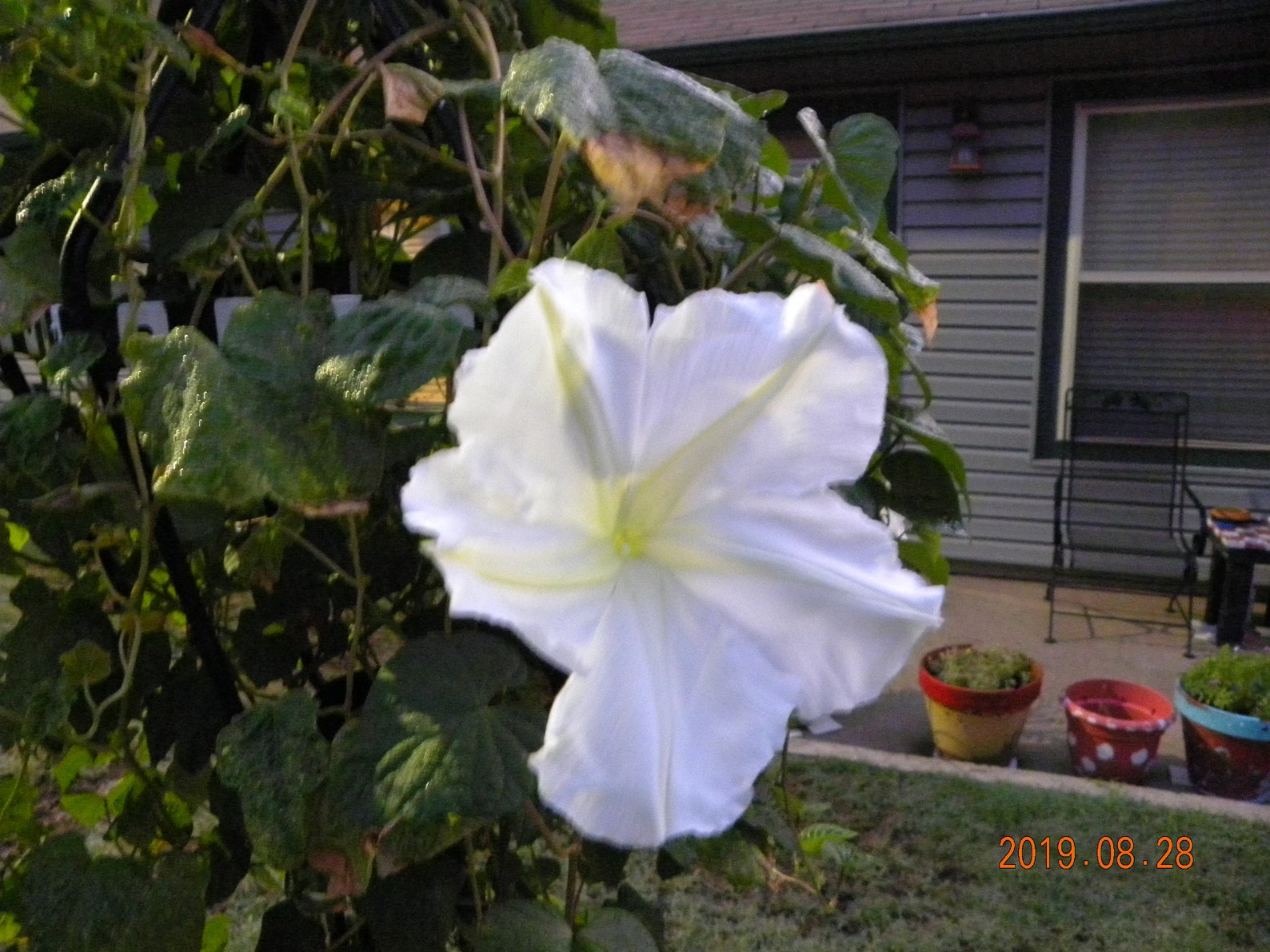 MOON FLOWER SEEDS easy to grow Fragrant White Flowers Etsy