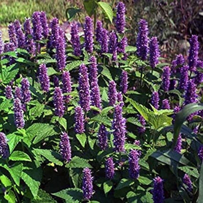 Giant Hyssop Seeds Perennial Mexicana Lavender Seeds Etsy