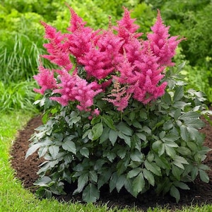 Astilbe Arendsii Bunter Mixed Color Seeds, Part Shade Perennial, Colorful Addition to Gardens, Used in Bridal Bouquets, Flower Arrangements image 9