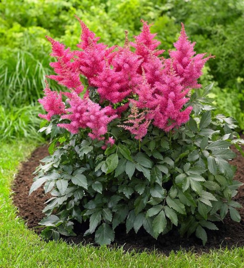 Astilbe Arendsii Bunter Mixed Color Seeds, Part Shade Perennial, Colorful Addition to Gardens, Used in Bridal Bouquets, Flower Arrangements image 9