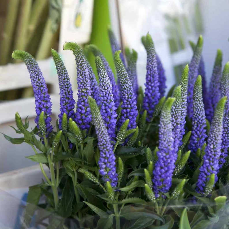 Veronica Spicata Seeds, or Spike Speedwell, Lovely Blue Blooms, Hardy Perennial Plant, Ground Cover or Container Plant, Blue Flower Spikes image 4