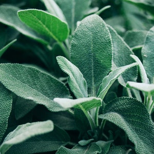 Sage Broadleaf Herb Seeds, Easy to Grow Perennial Herb, Beautiful Spring Purple Flowers, Herb Gardening, Wonderful Cooking and Baking Herb