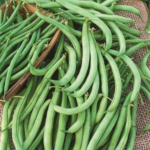 Green Bean Bush Seeds, Tendergreen Bush Seeds, Easy to Grow Veggie, Heirloom, Vegetable, Stringless Pods, Good for Canning and Freezing