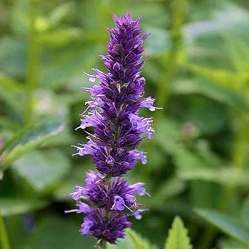 Giant Hyssop Seeds Perennial Mexicana Lavender Seeds Etsy