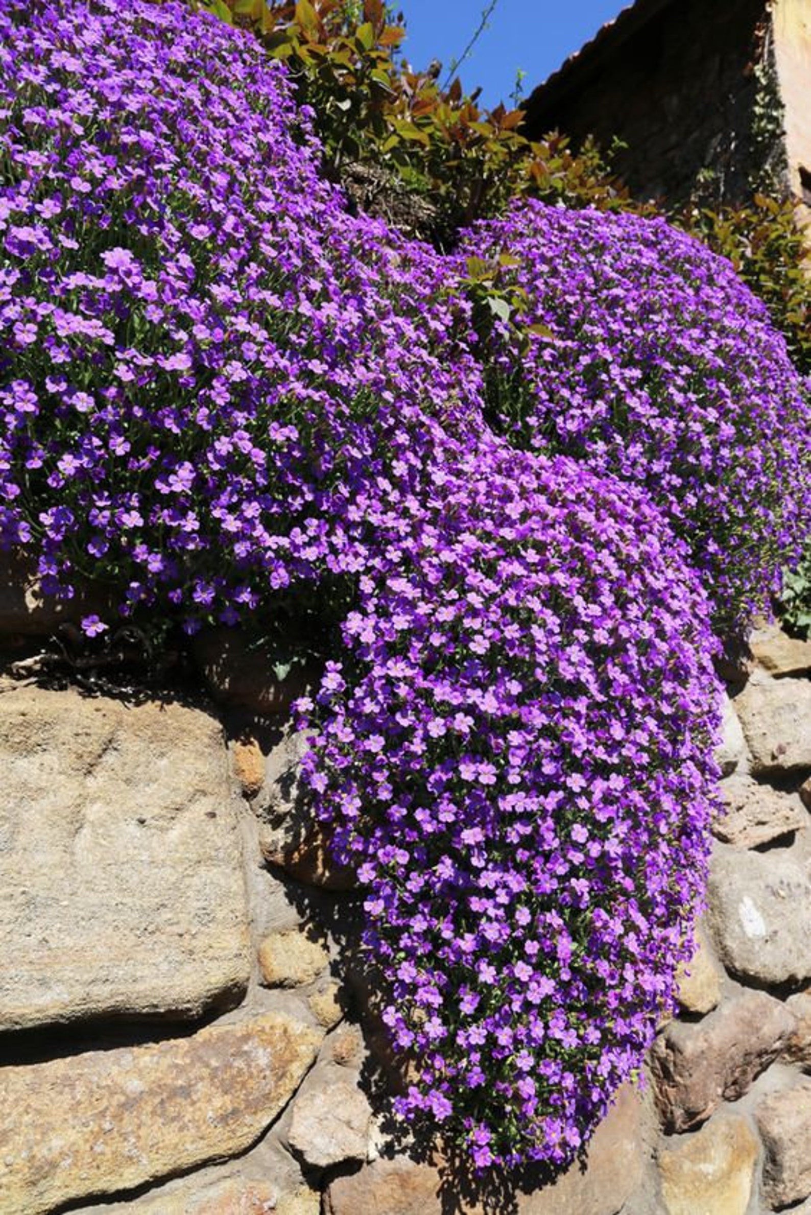 Rock Cress Cascading Bluepurple Bloom Seeds CHEAPER Price on Etsy