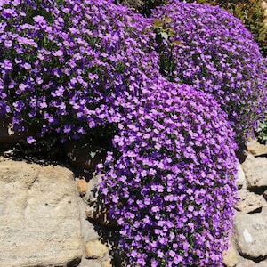 Rock Cress Cascading Blue-purple Bloom Seeds, CHEAPER Price on My ...