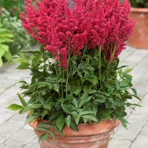 Astilbe Arendsii Bunter Mixed Color Seeds, Part Shade Perennial, Colorful Addition to Gardens, Used in Bridal Bouquets, Flower Arrangements image 3