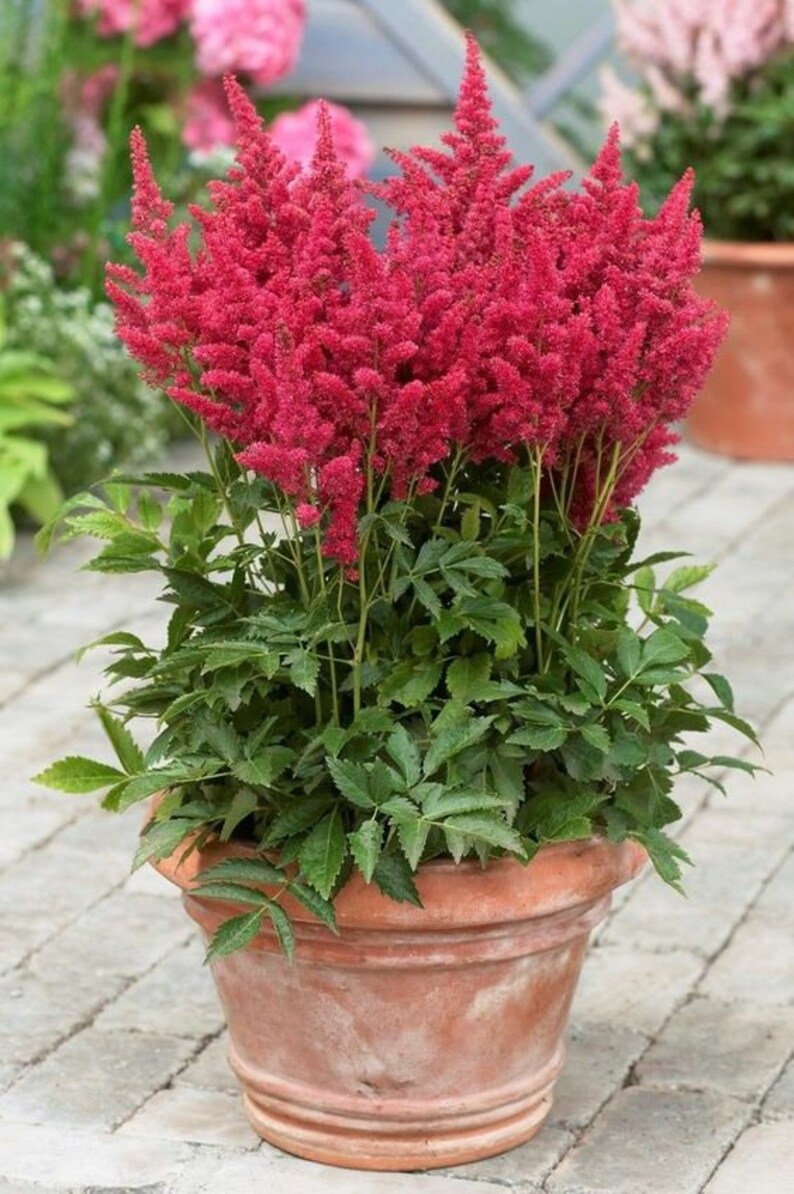 Astilbe Arendsii Bunter Mixed Color Seeds, Part Shade Perennial, Colorful Addition to Gardens, Used in Bridal Bouquets, Flower Arrangements image 3