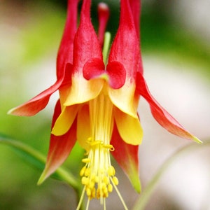 Columbine Eastern Flower Seeds, Perennial Red Bell Shape Flower, Attract Pollinators, Part Shade Garden, Plant for Meadows and Woodland Area