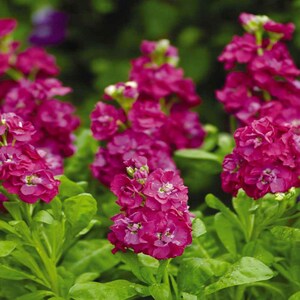 Stock Deep Rose Flower Seeds, Beautiful Stock Flowers, Cut Flower Gardens, Annual Flower, Scented Flowers, Almost full stem of Flowers