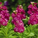 see more listings in the FLOWER SEEDS section