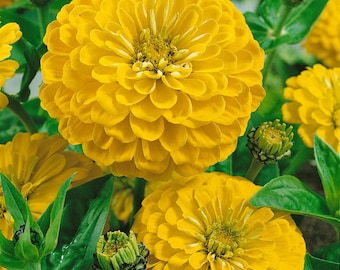 Zinnia Canary Bird Yellow Color Seeds, Attracts Butterflies, Beautiful Yellow Blooms, Cut Flower, Container Garden, Hardy Garden Flower