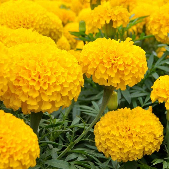 Yellow African Marigold Flower Seeds Tall Marigold Variety - Etsy India