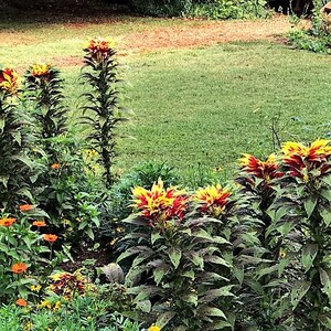 Amaranthus Tricolor Perfecta Seeds, Yellow and Red Tricolor Plant, Summer Poinsettia, Border Plant, Mass Planting, Beautiful Garden Plant image 10