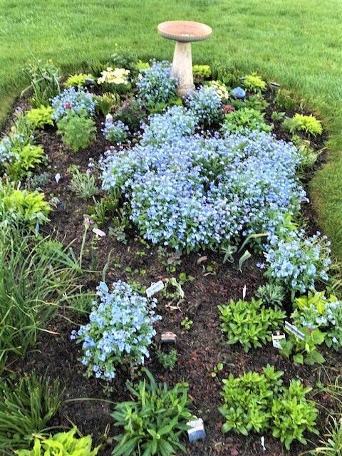  Forget Me Not Seeds - 5000 Seeds for Ground Cover for Tulips  and Other Bulbs : Patio, Lawn & Garden