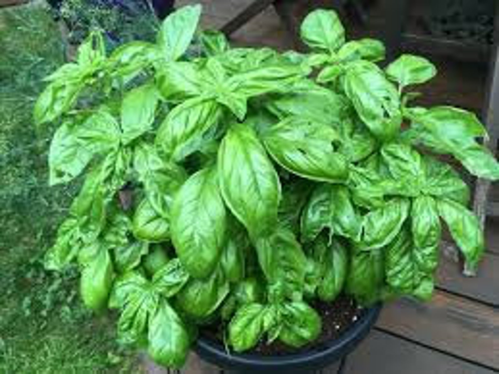 Genovese Basil Seeds So Easy to Grow Basil Herb Seed Etsy