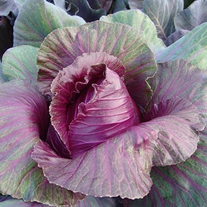 Red Kalibos Cabbage Seeds, Red Cabbage Seeds, Mild Sweet Cabbage, Chepaer prices on my website GransGardenSeeds.com