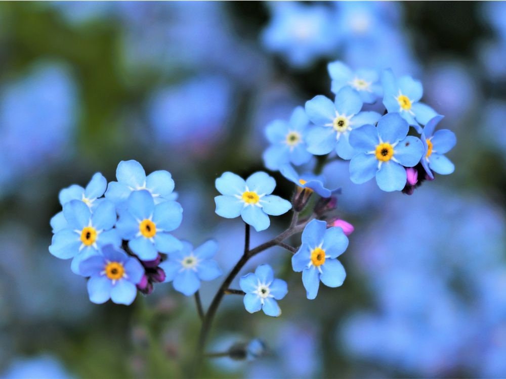 500+ Blue Forget Me Not Flower Seeds – New Hill Farms