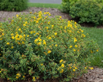 ST John's Wort Seeds, Herbal Gardening Seeds, Herbal Teas, Beautiful Fragrant Yellow Flowers, Shrub, Perennial Herbs, Hypericum perforatum