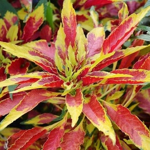 Amaranthus Tricolor Perfecta Seeds, Yellow and Red Tricolor Plant, Summer Poinsettia, Border Plant, Mass Planting, Beautiful Garden Plant image 8