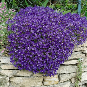 Rock Cress Cascading Blue-Purple Bloom Seeds, CHEAPER price on my website gransgardenseeds.com, Purple Ground Cover, Perennial Ground Cover