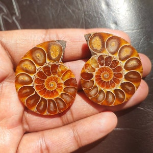 Natural ammonite fossil gemstone, wholesale beautiful ammonite fossil lot perfect for jewellery making