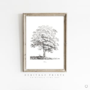 May include: Black and white botanical illustration of a tree with the word "Chêne" printed below. The image is framed in a light wood frame.