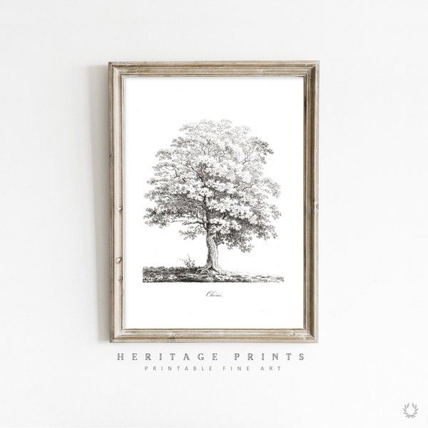 Oak Etching Print Download, Vintage Black and White Tree Illustration, Antique Tree Drawing Wall Art, Rustic Farmhouse Decor, Printable Art