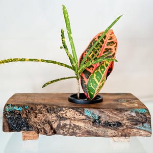 Handmade Banyan Wood Ikebana (Japanese Style Vase) with Bark Inclusion and Turquoise and Anthracite Inlay, Wood Ikebana, Made in Hawaii