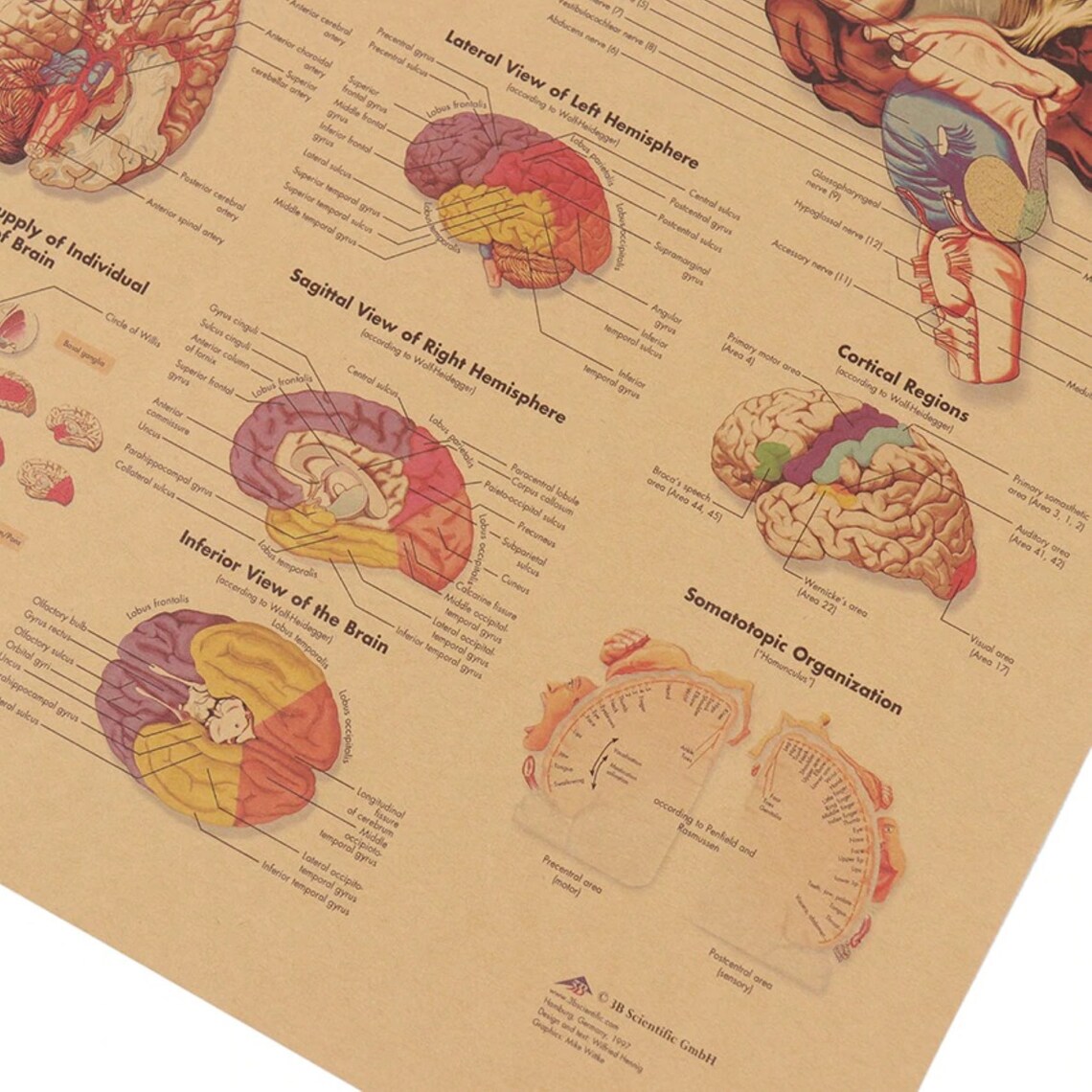 Brain structures essay image