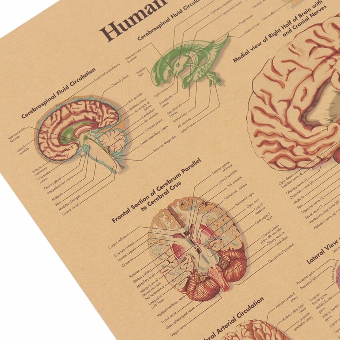 The human brain essay picture