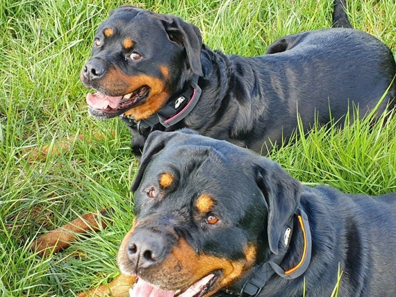 Dog guard top collar for sale