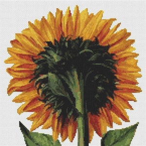 Sunflower Seen from the Back Counted Cross Stitch Pattern