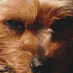 Yorkie Beauty Counted Cross Stitch Pattern