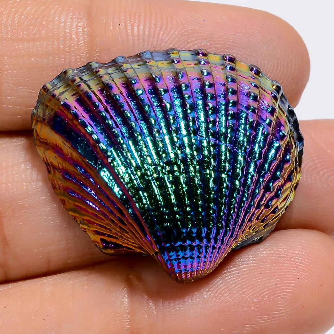Sea Shell Titanium Coated Splendid Natural Loose Sea Shell for Making ...
