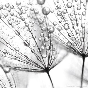 May include: A black and white close-up photograph of a dandelion seed head with water droplets on the delicate fibers.