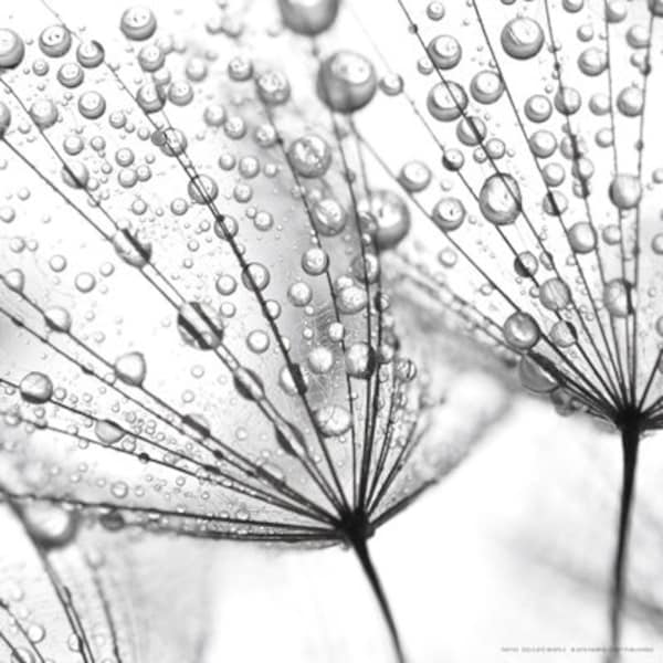 Delicate Wisps | floral | beautiful | dew drops | close up | black | white | delicate | art print | poster |