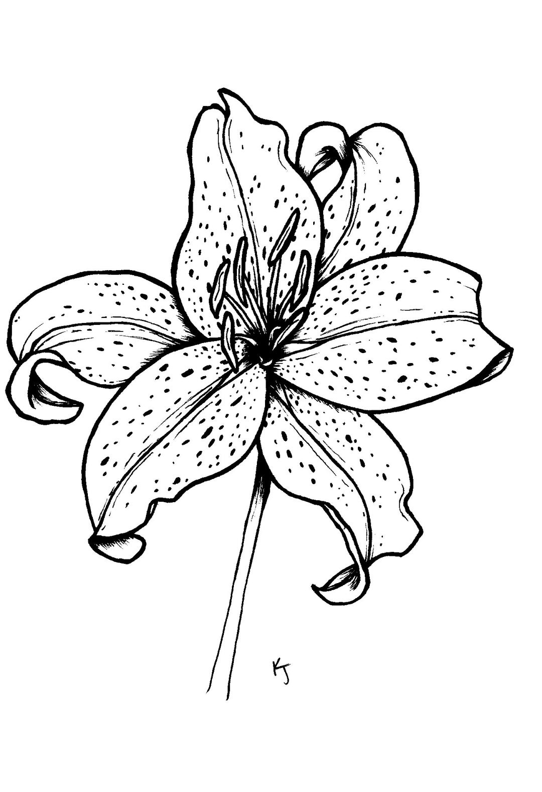 Black and White Lily Flower Drawing Etsy