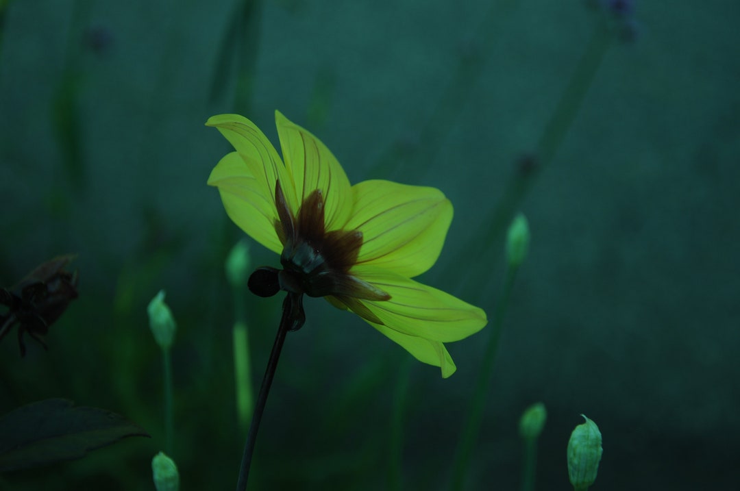 Discover the Mysterious Yellow Flower That Secrets Eyes Can't Ignore