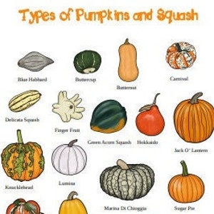 Tipos de calabazas y calabacines Poster DESCARGA DIGITAL
