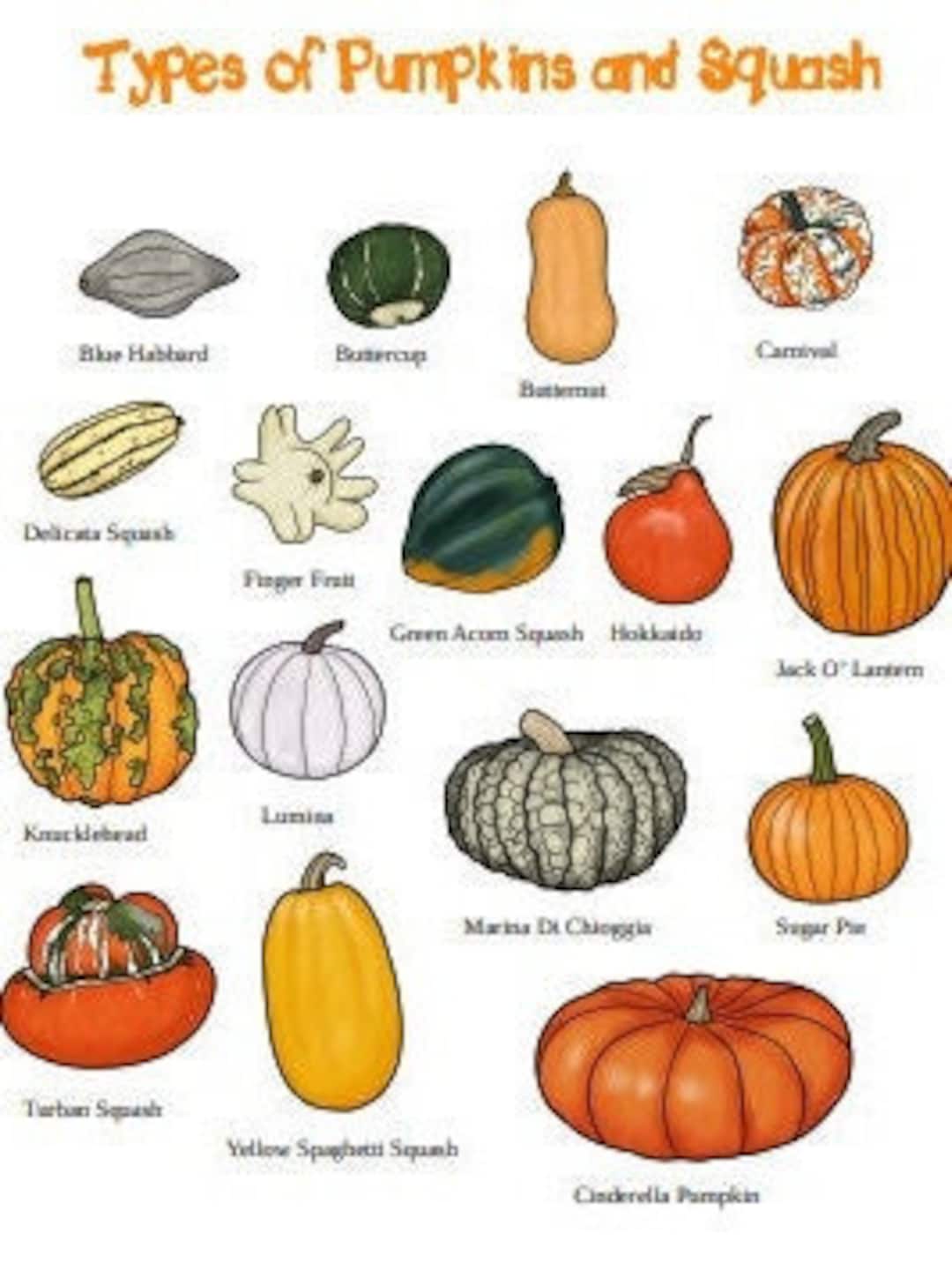 Types Of Pumpkins And Squash Poster DIGITAL DOWNLOAD Etsy