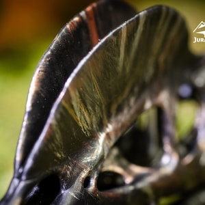 Ontwerp 1/2 Dilophosaurus CMS schedel met betonnen standaard | Kunsteditie met certificaat | Dinosaurus lifestyle decoratie van Jurassic Journey