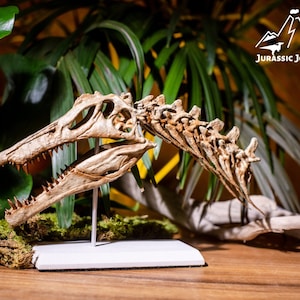 Collectible gift for dinosaur fans | Spinosaurus skull replica with cervical vertebrae | 3D printed dinosaur fossil model | Museum-quality decor