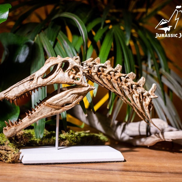 1/9 Spinosaurus Schädel mit Halswirbel und Beton Stand, Dinosaurier Fossil, in vielen Variationen, Qualitäts 3D Druck, by Jurassic Journey