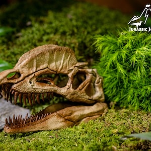 Dilophosaurus Schädel mit Beton Stand | Jurassic Sammler Geschenk für Dino Fans | 3D gedrucktes Dinosaurier Fossil Modell im Maßstab 1/4